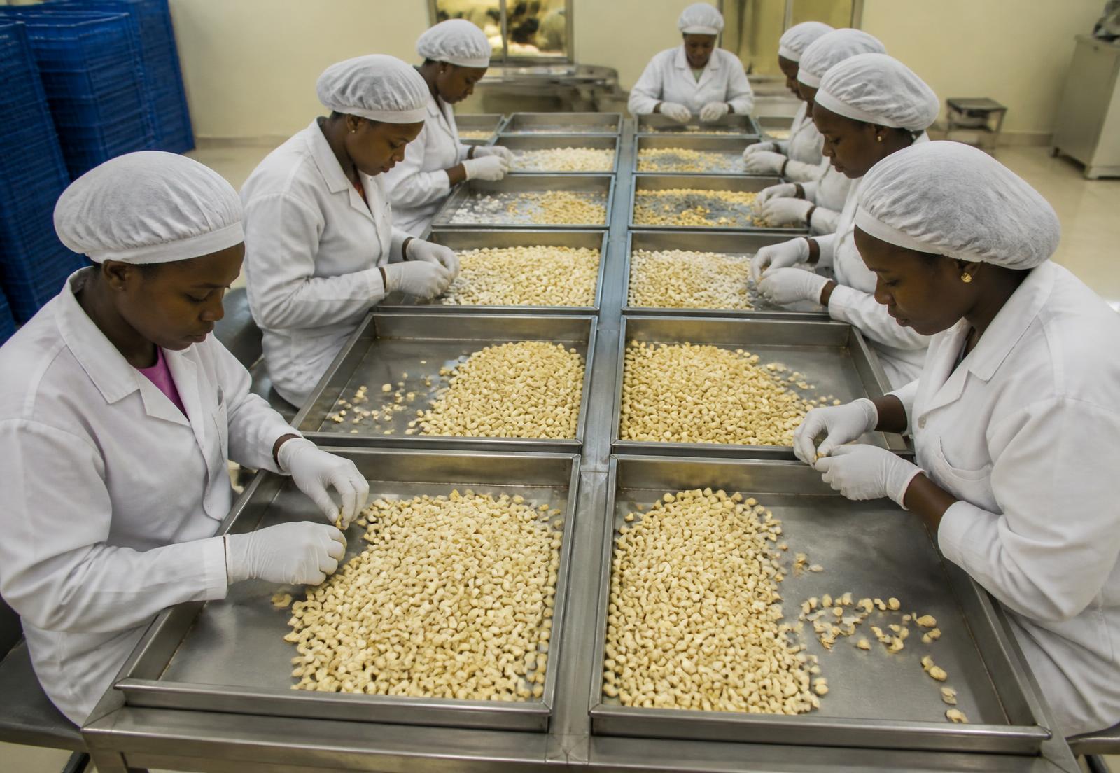 Grading tables in a processing facility with staff sorting kernels by hand