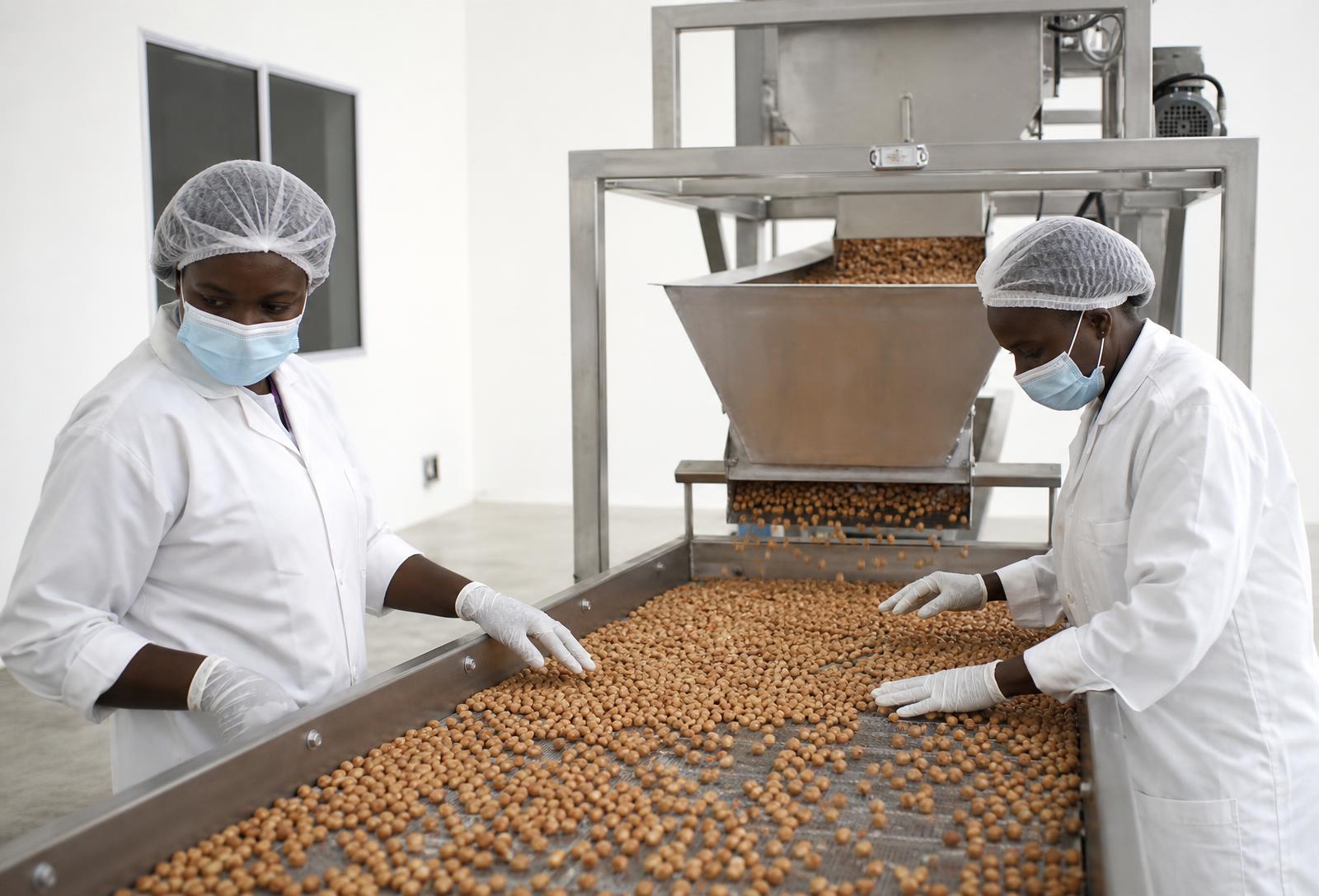 Staff working a clean processing line in a modern agro-processing facility